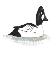 Common Goldeneye