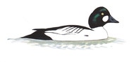Common Goldeneye