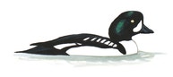Barrow's Goldeneye