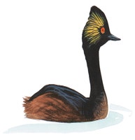 Eared Grebe
