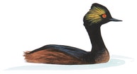 Eared Grebe