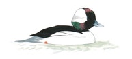 Bufflehead