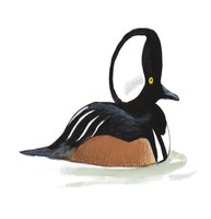Hooded Merganser