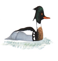 Red-breasted Merganser