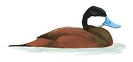 Ruddy Duck