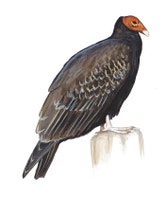 Turkey Vulture