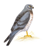 Northern Harrier