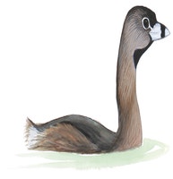 Pied-billed Grebe