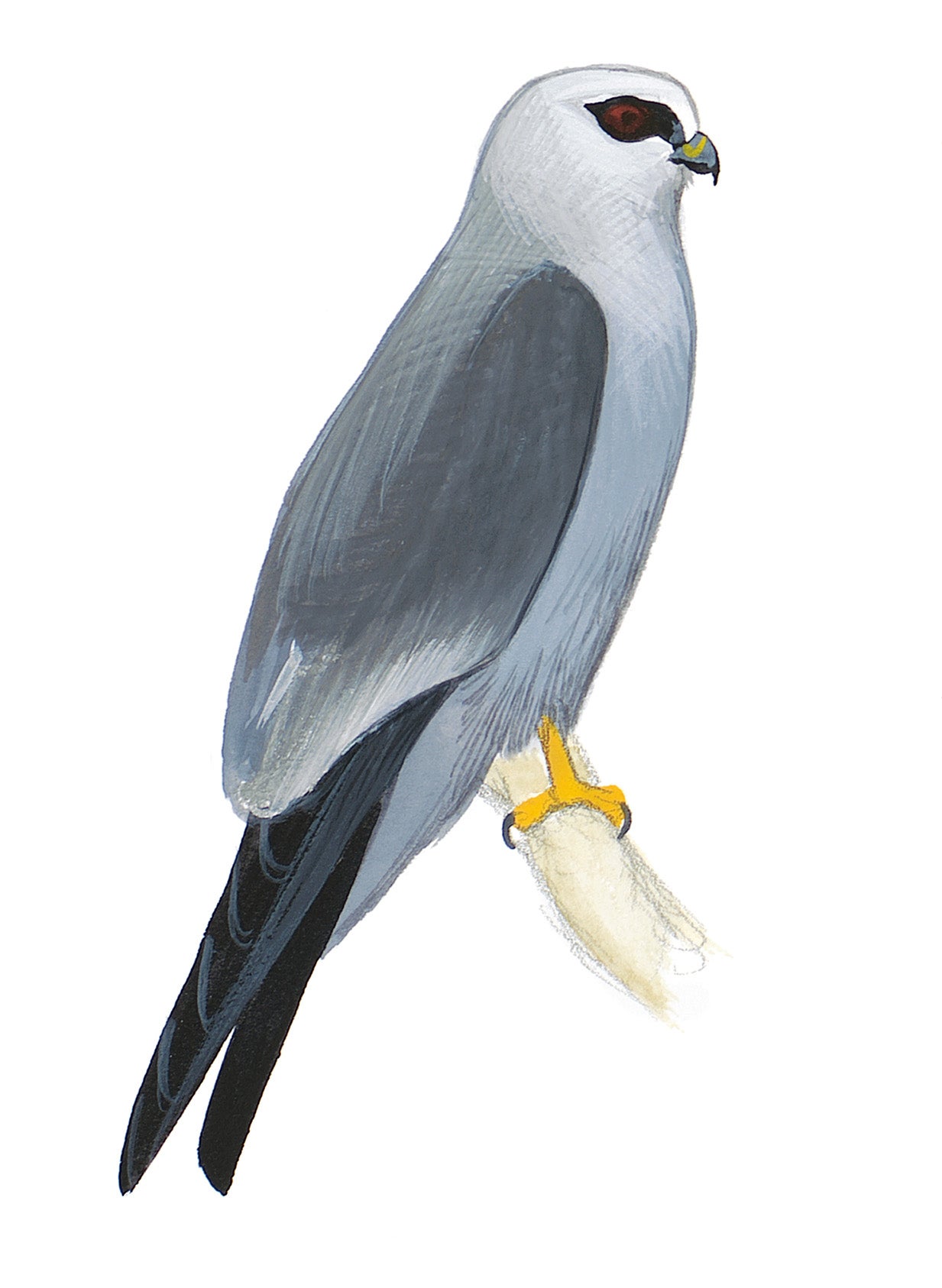Mississippi Kite