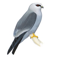 Mississippi Kite
