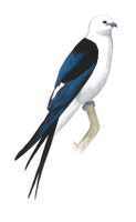 Swallow-tailed Kite