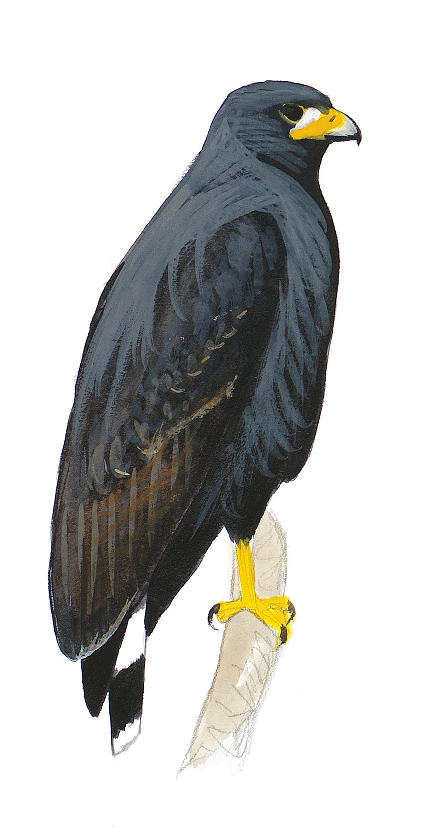 Aguililla Negra Menor