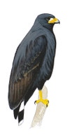 Common Black Hawk