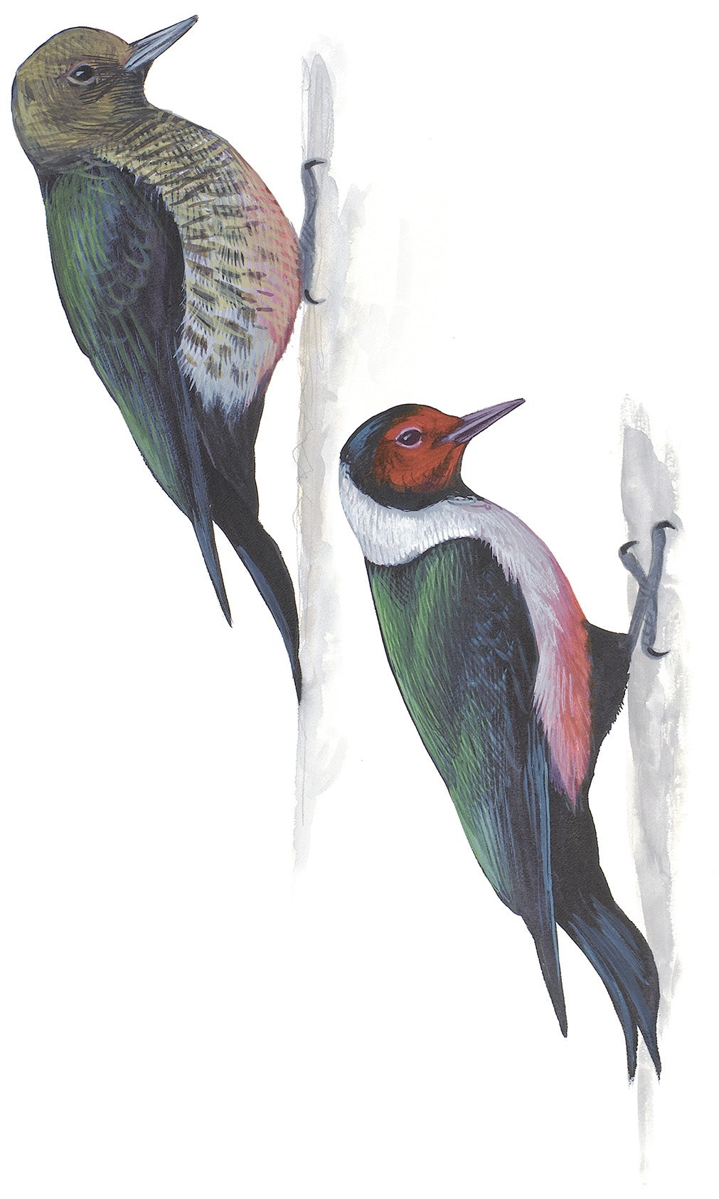 Carpintero de Lewis