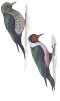 Lewis's Woodpecker