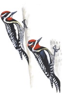 Red-naped Sapsucker