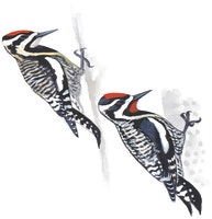 Yellow-bellied Sapsucker