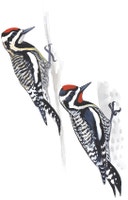 Yellow-bellied Sapsucker