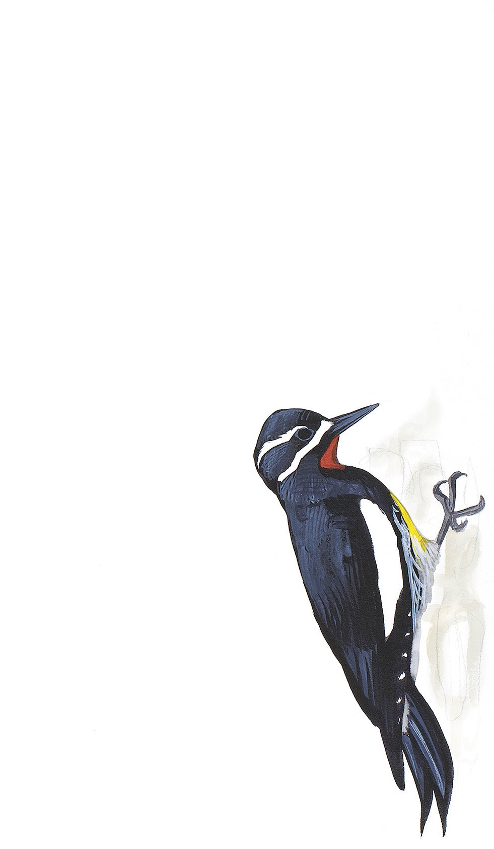 Williamson's Sapsucker
