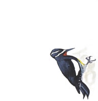 Williamson's Sapsucker