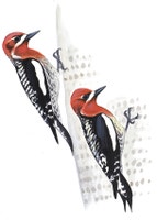 Red-breasted Sapsucker