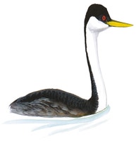 Western Grebe