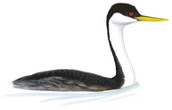 Western Grebe