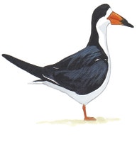 Black Skimmer