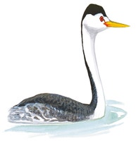 Achichilique Pico Naranja