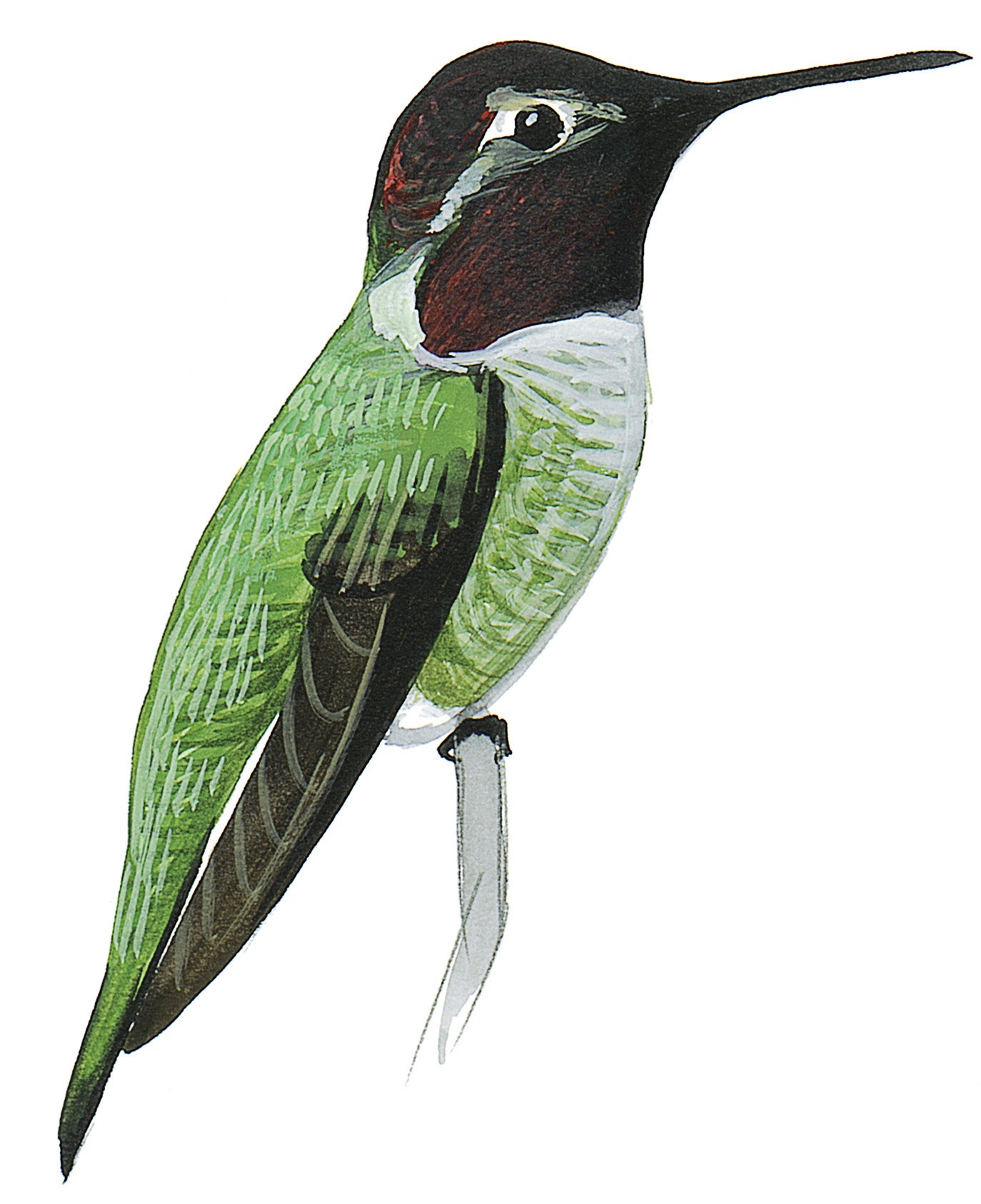 Anna's Hummingbird