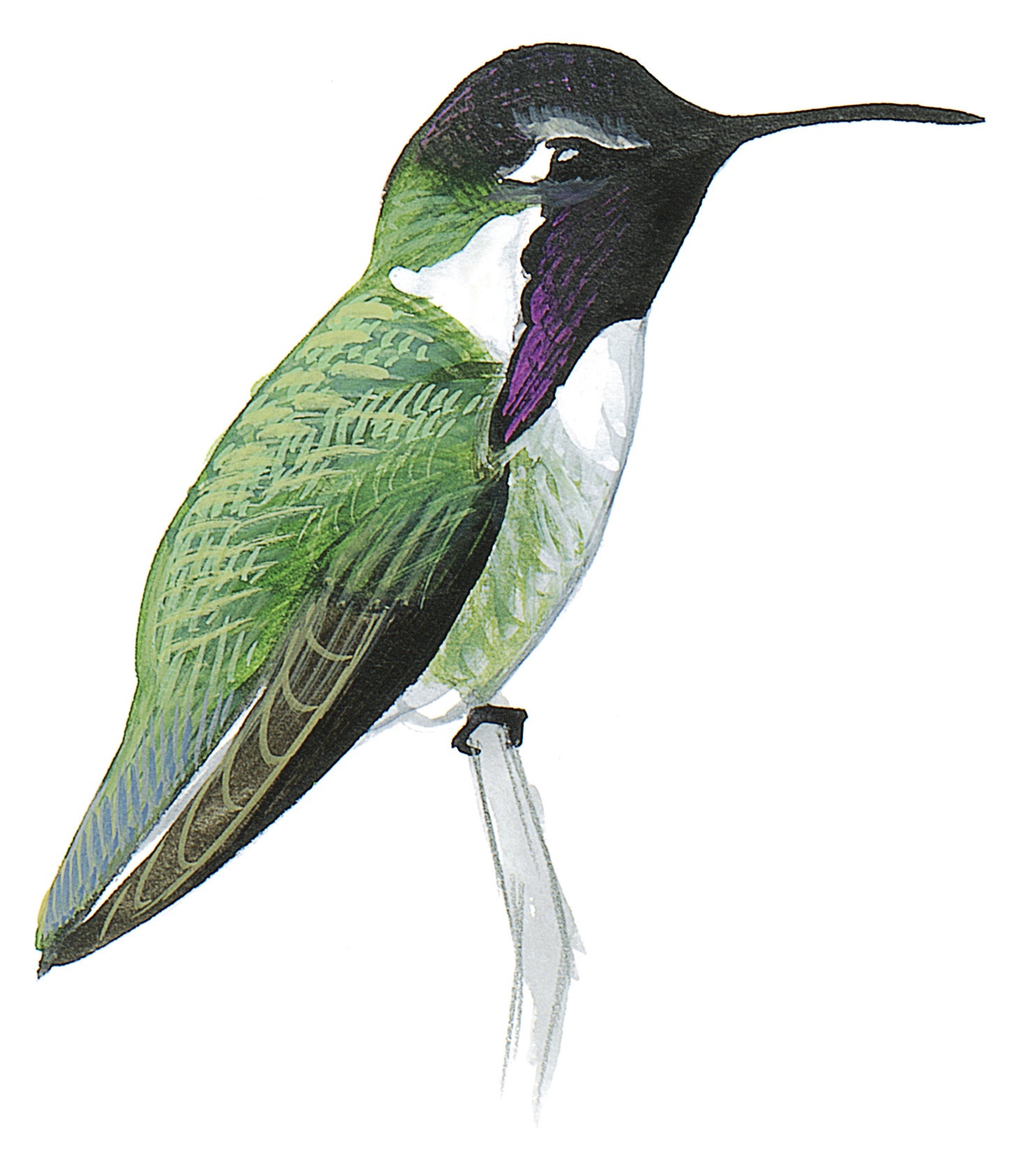 Colibrí Cabeza Violeta