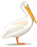American White Pelican