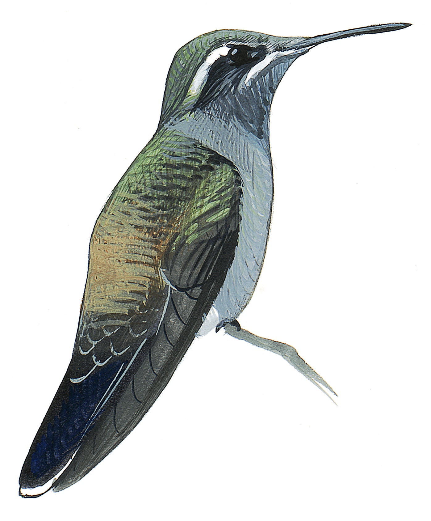 Colibrí Garganta Azul
