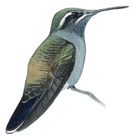 Blue-throated Mountain-gem