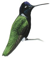 Rivoli's Hummingbird