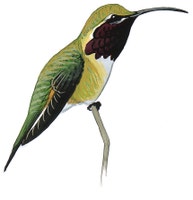 Lucifer Hummingbird