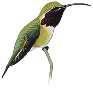 Lucifer Hummingbird