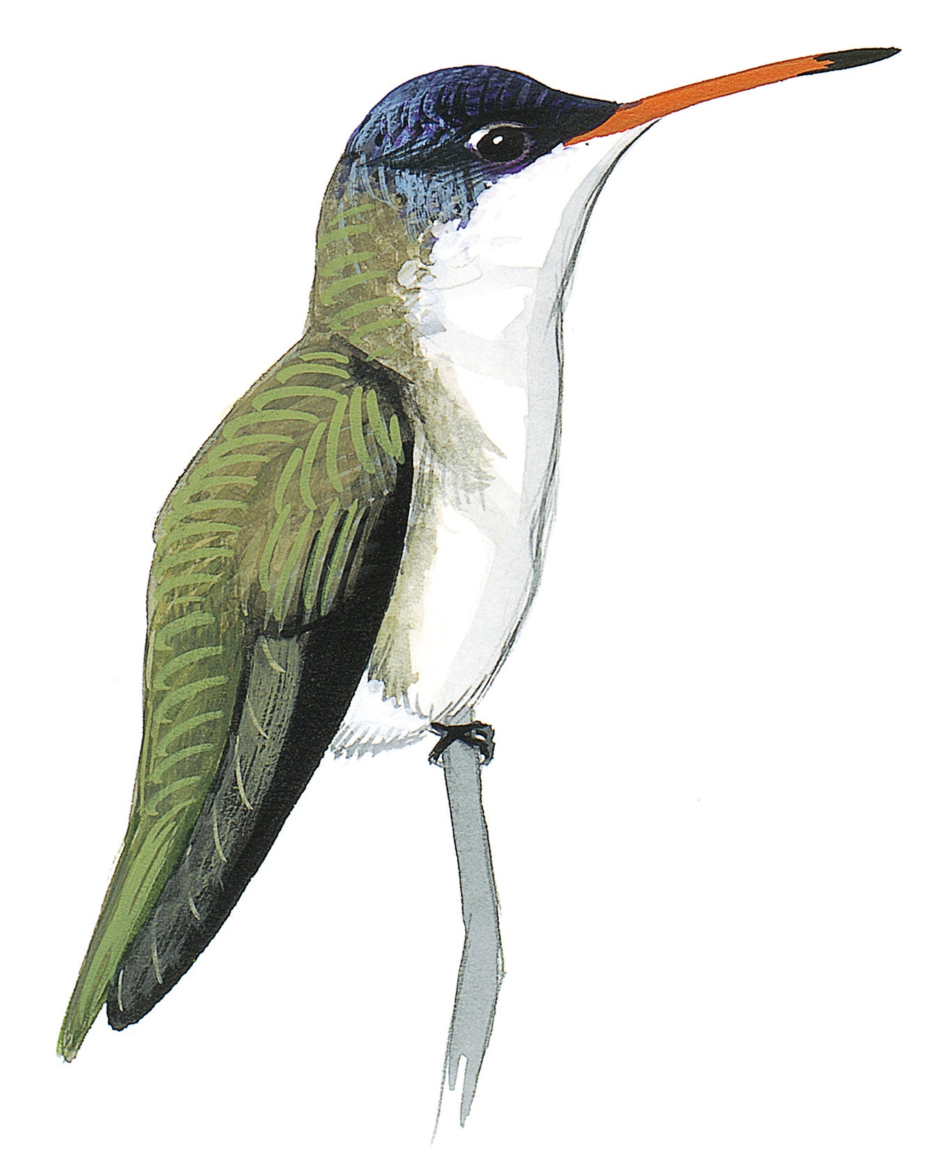 Colibrí Corona Violeta