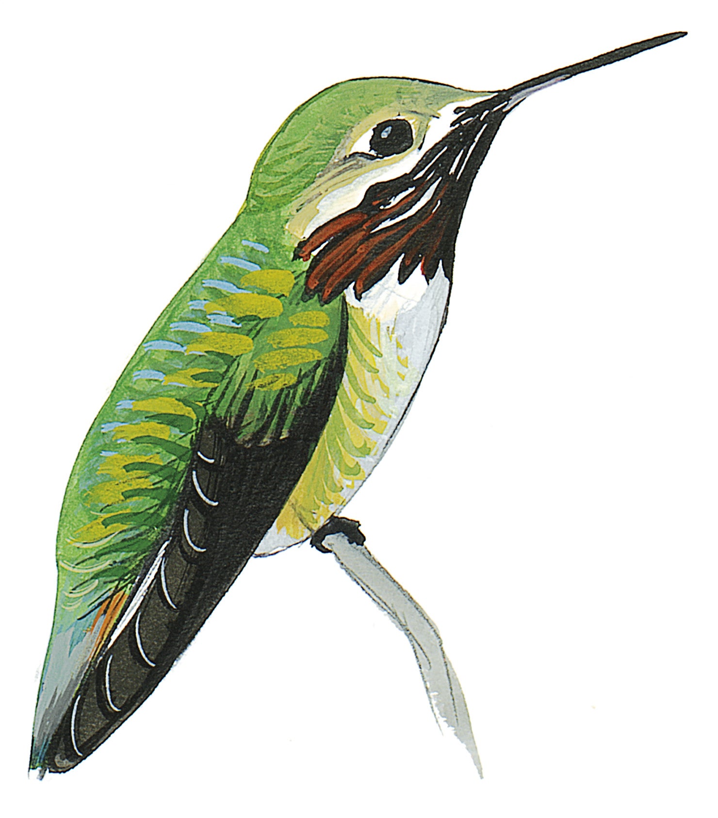 Zumbador Garganta Rayada