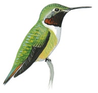 Broad-tailed Hummingbird
