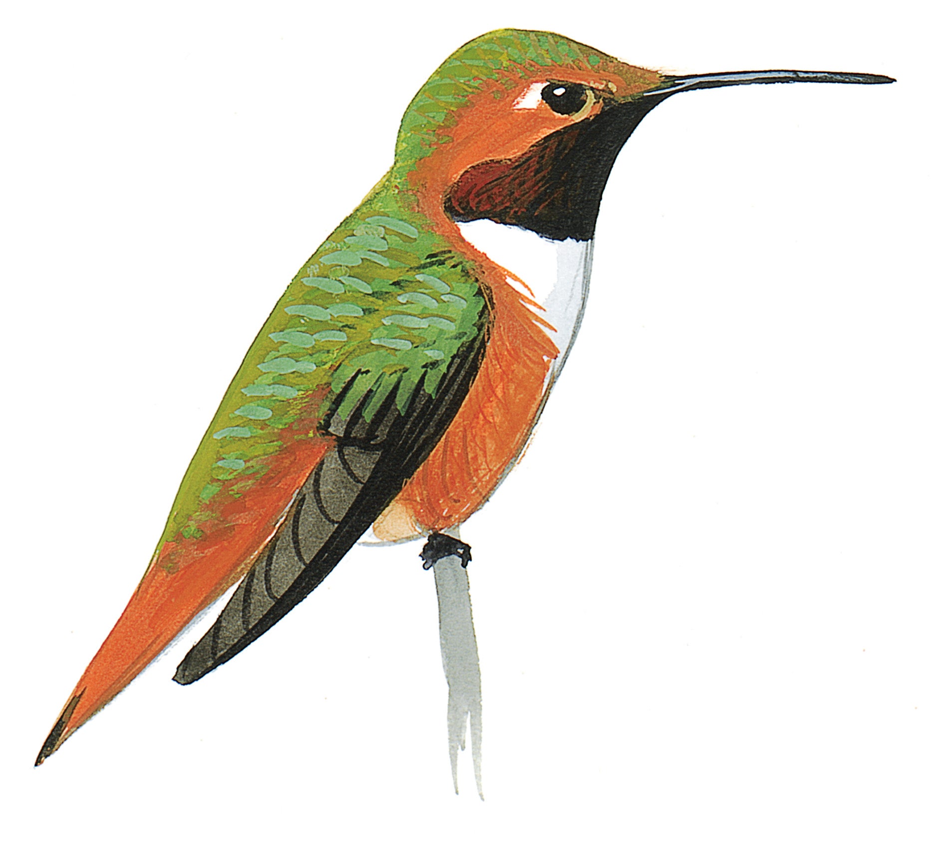 Zumbador de Allen