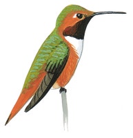 Colibrí de Allen