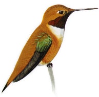 Rufous Hummingbird
