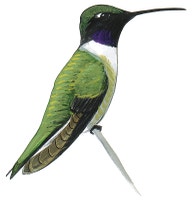 Black-chinned Hummingbird