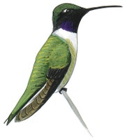 Black-chinned Hummingbird