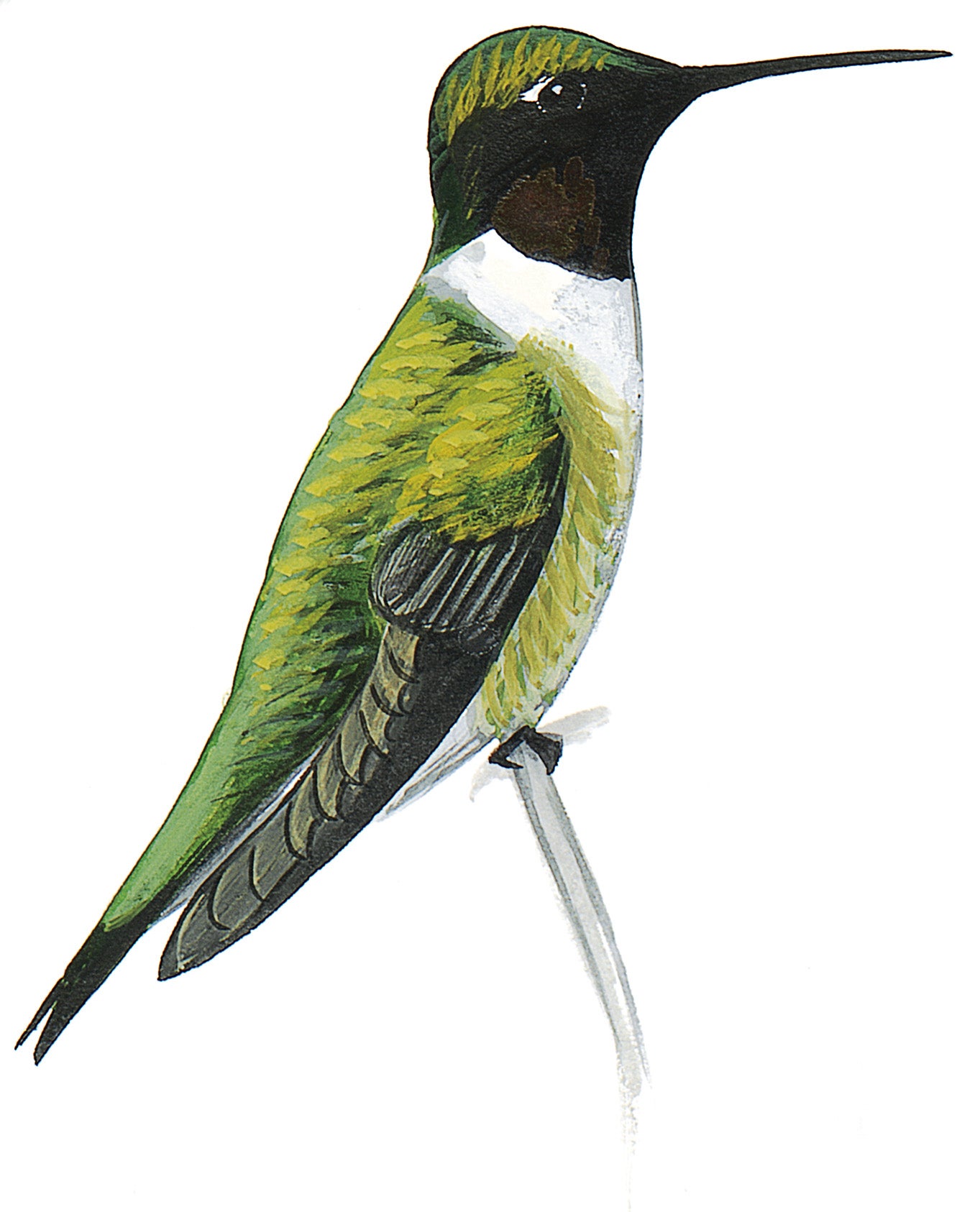 Colibrí Garganta Rubí
