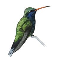 Broad-billed Hummingbird