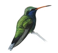 Broad-billed Hummingbird