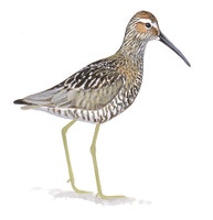 Stilt Sandpiper
