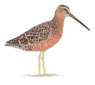 Long-billed Dowitcher